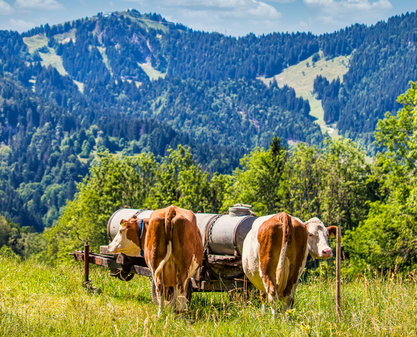 Unsere Weidekühe